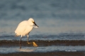 Snowy-Egret;Egret;Egretta-thula;Feeding-Behavior;One;one-animal;avifauna;bird;bi
